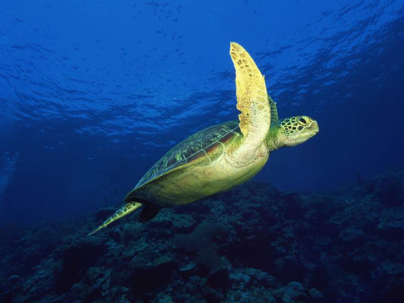 海底世界里那五颜六色的海洋生物