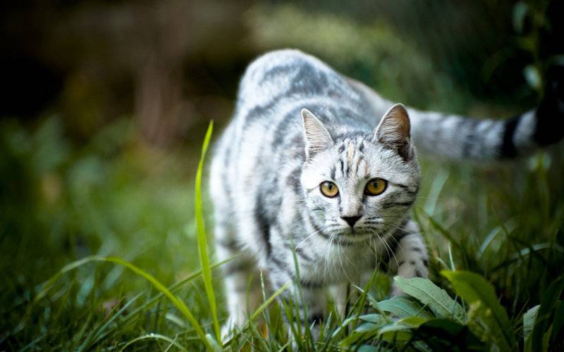 喵星人图片 可爱萌猫咪精选美图