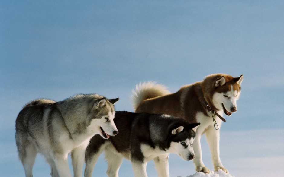 酷爱户外运动的成年雪橇犬图片
