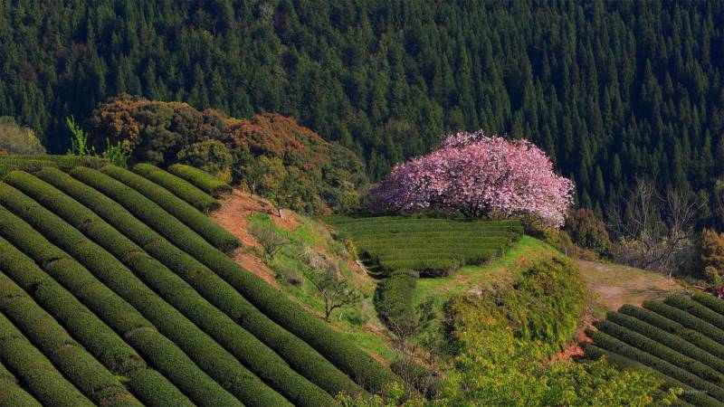 茶园景点自然风光绿色壁纸