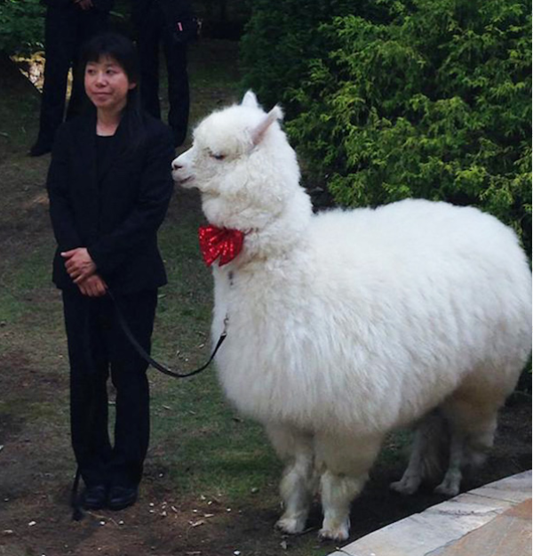 日本一酒店推出用羊驼为新人证婚服务(2)