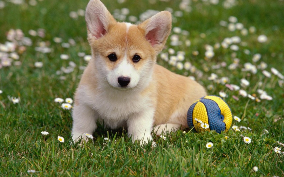 搞笑狗狗向前冲高清图片