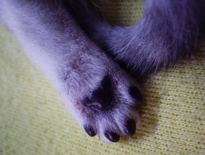 萌萌的可爱猫爪姿态拍摄图片