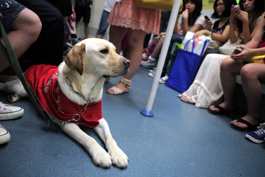 导盲犬可进地铁 北京地铁将面临改革？