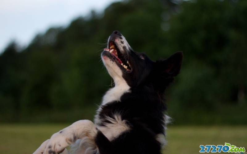 边境牧羊犬