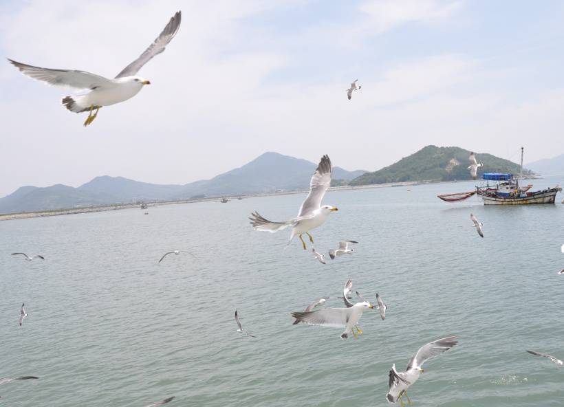 海鸥唯美高清图片