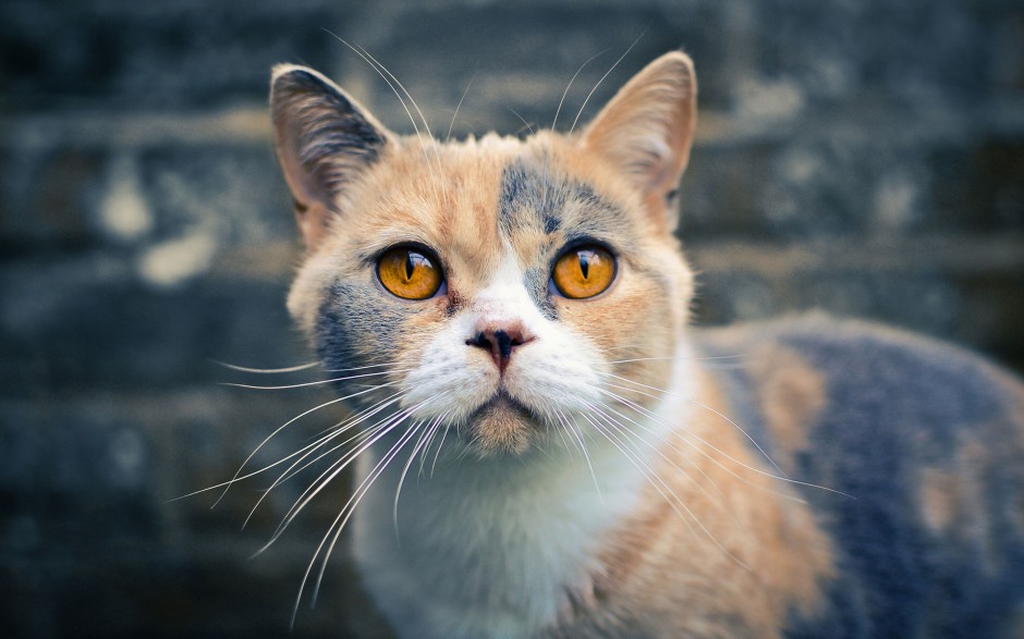纯种美国短毛猫图片眼神调皮可爱