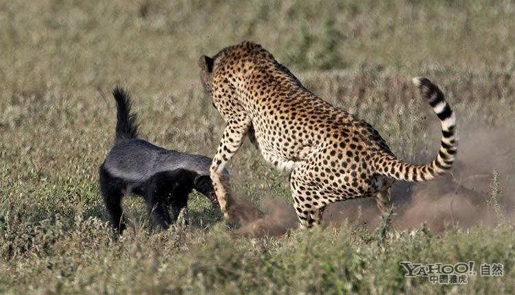 猎豹妈妈保护三只小猎豹 全力吓退凶猛蜜獾