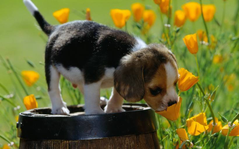 活泼可爱的比格犬高清图片