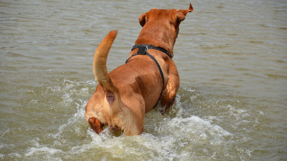 法国波尔多犬勇敢聪明图片