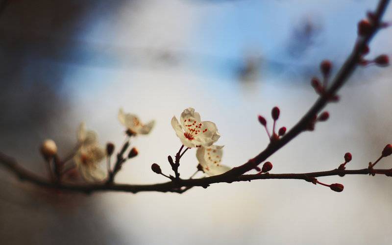 风景高清摄影之花草篇