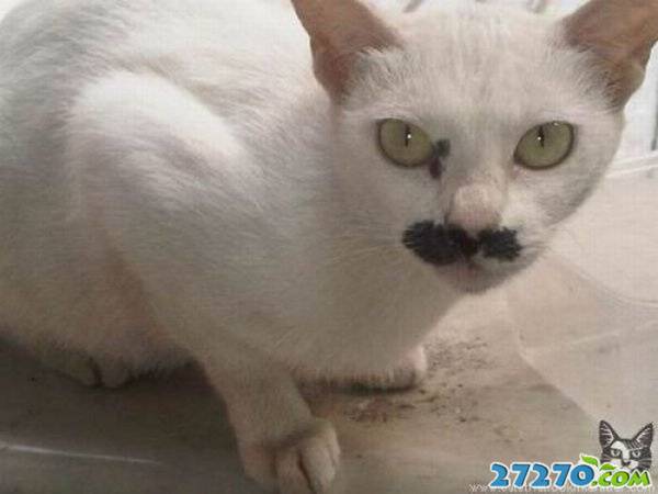 每日爆笑 恶搞萌物