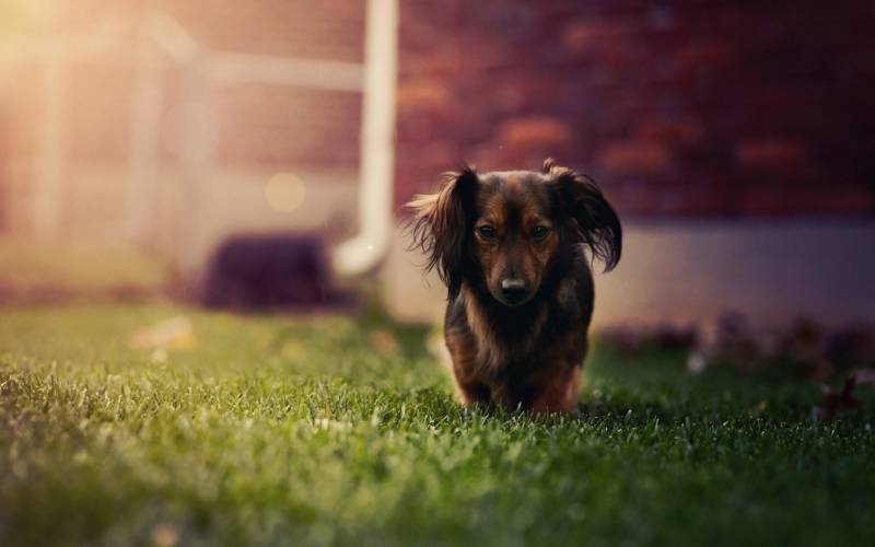 可爱的萌宠图片 迷你腊肠犬超高清壁纸