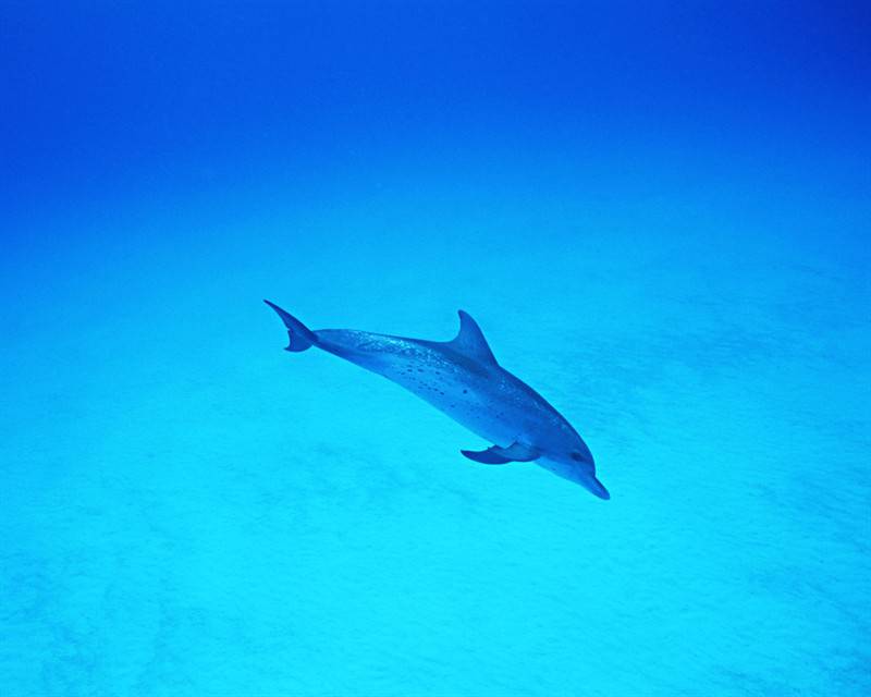 海洋生物海豚高清图片特写