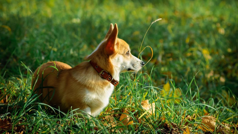 可爱威尔士柯基犬图片集锦欣赏