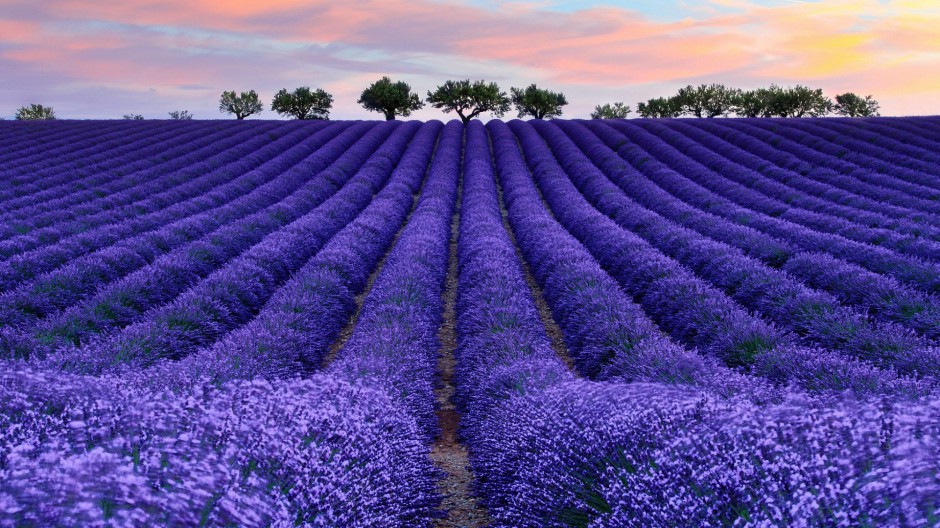 法国普罗旺斯紫色薰衣草庄园优美风景图片