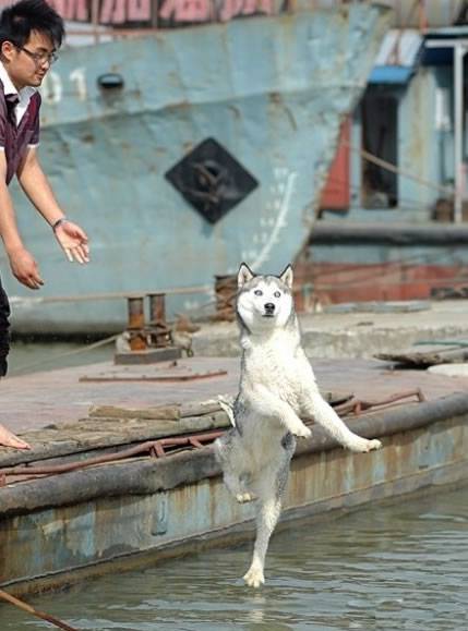 特搞笑动物图片之狗狗的水上芭蕾