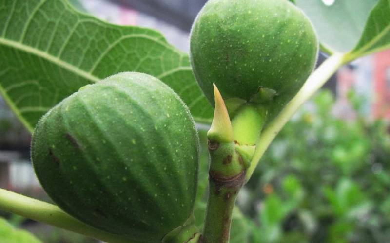 新鲜无花果高清水果图片唯美拍摄