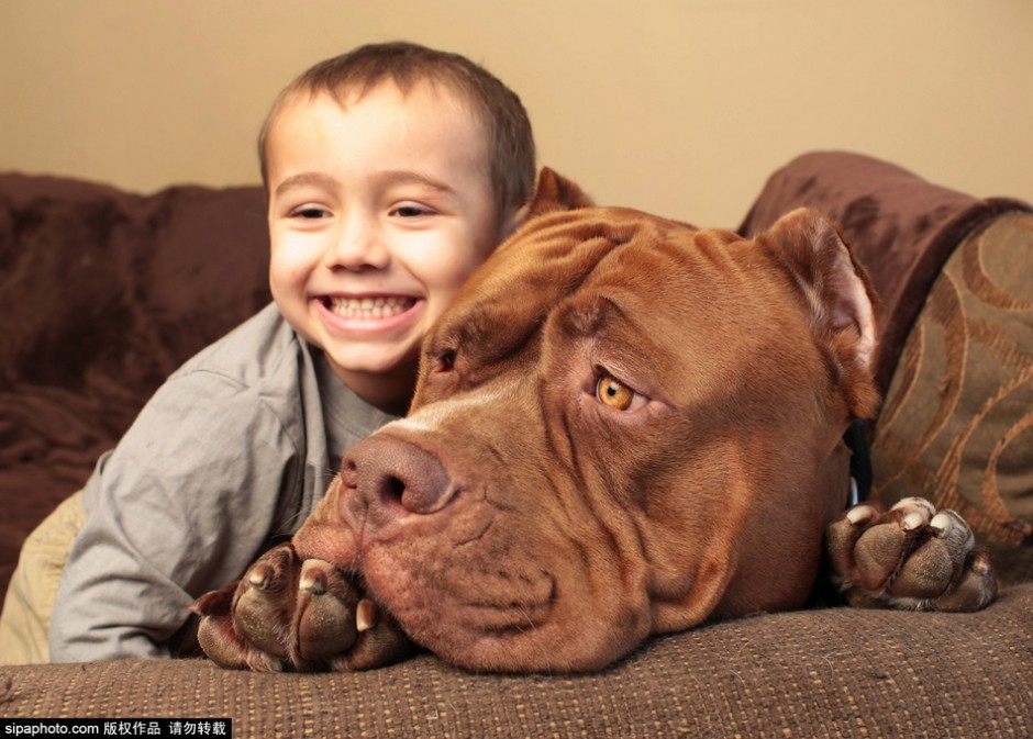 大型比特犬狗狗和宝宝图片