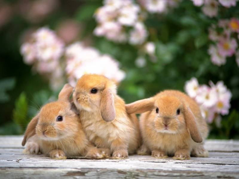 可爱乖巧的小兔子高清壁纸