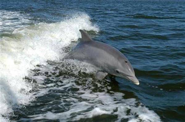 女子驾船航海遭“横祸” 被跃出水海豚压折双脚