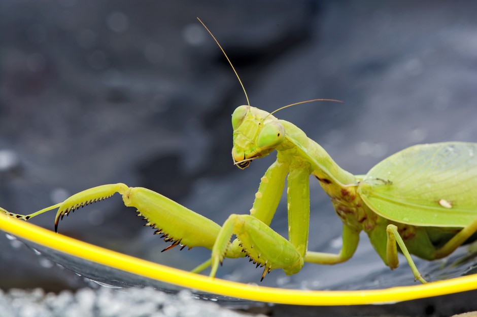 昆虫王者凶悍的螳螂高清图片