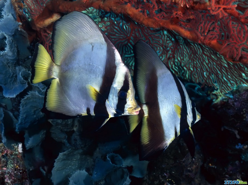 海底动物特写海底世界