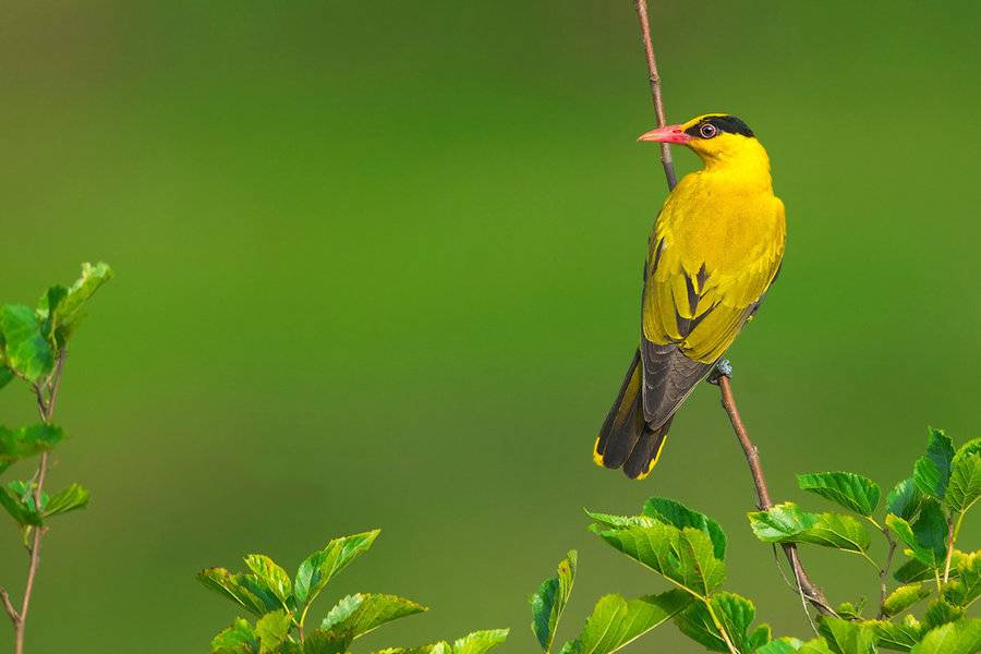 羽翼艳丽的金黄鹂鸟图片