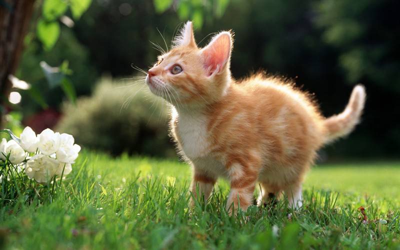 家养小猫咪动物图片特写