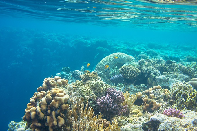 迷人的海底世界珊瑚美景图片