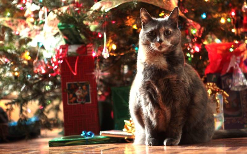 圣诞节盛装出席的萌猫高清壁纸