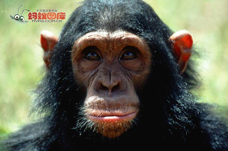 可爱大猩猩图片表情逗趣