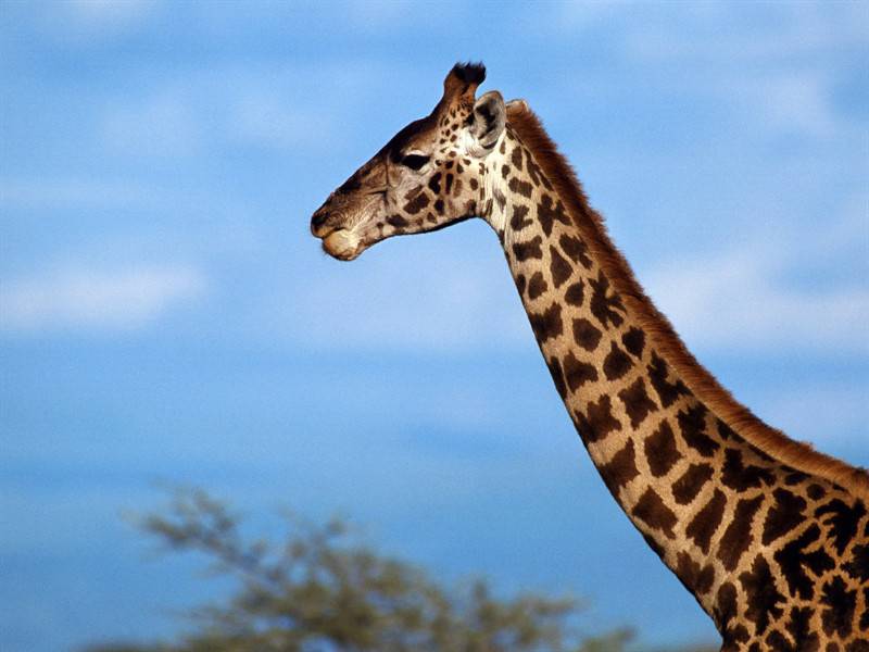 斑马长颈鹿等野生动物图片