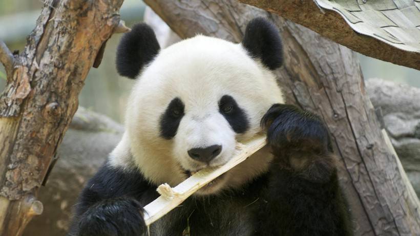 可爱大熊猫图片精美动物壁纸