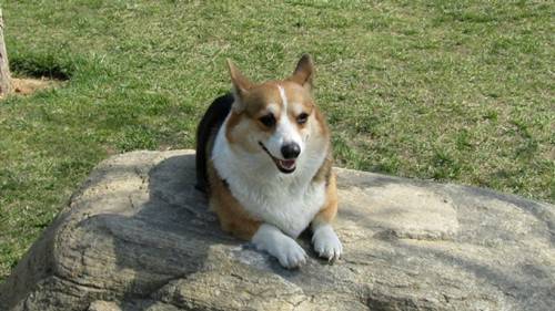 胖乎乎的萌狗狗图片