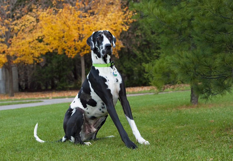 身材高大健壮的美国大丹犬图片