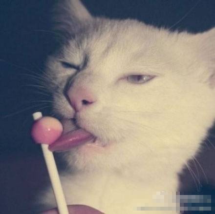 爱吃棒棒糖的猫咪