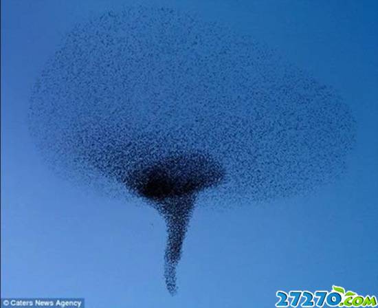 鸟群迁徙现壮观场景 高空上演立体图形秀