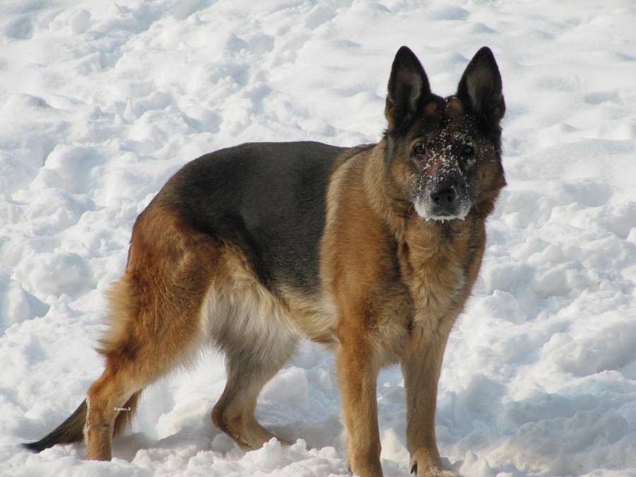 雪地中的德国牧羊犬图片欣赏