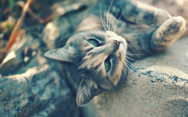 高冷的猫咪高清壁纸