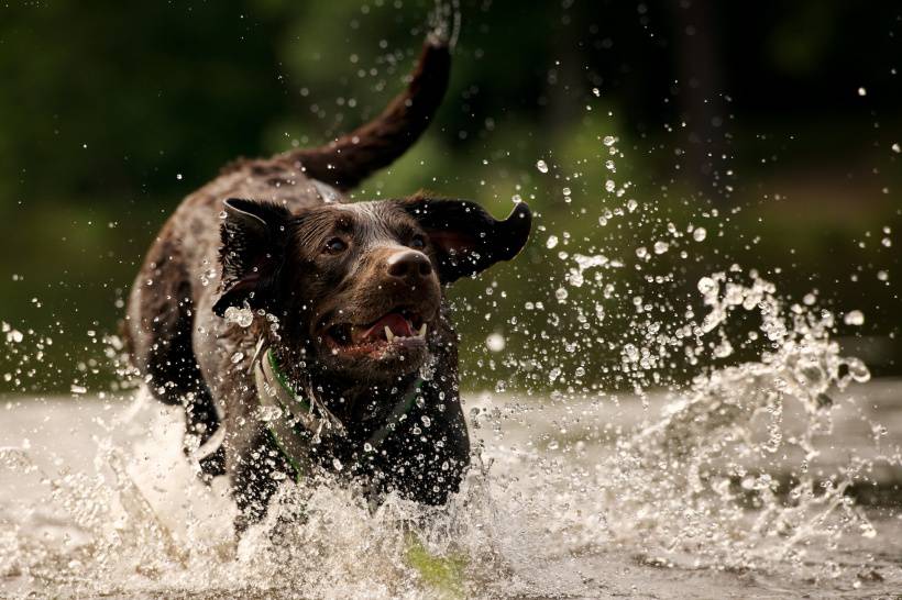 水中各种萌态的狗狗图片