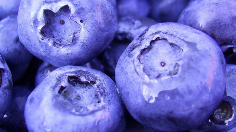 夏日清凉缤纷水果图片大全