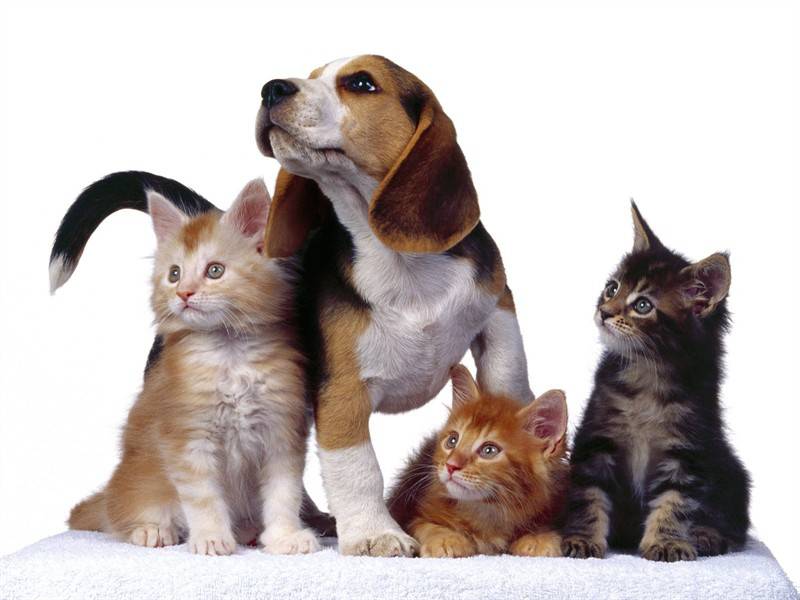 小猫咪狗狗可爱合照萌图