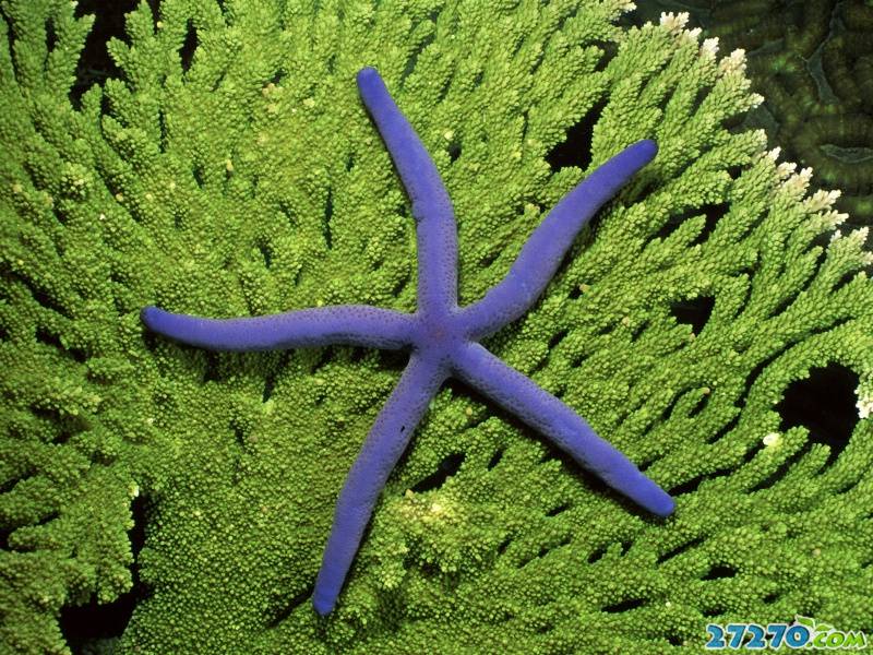 特写海底生物 海底的世界