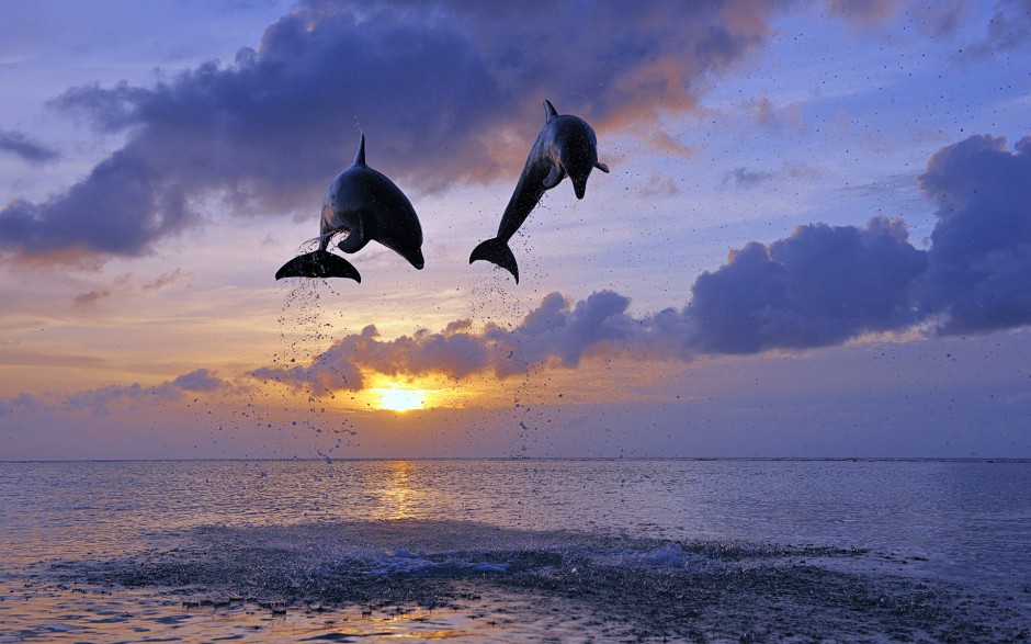可爱海豚海面飞跃图片大全