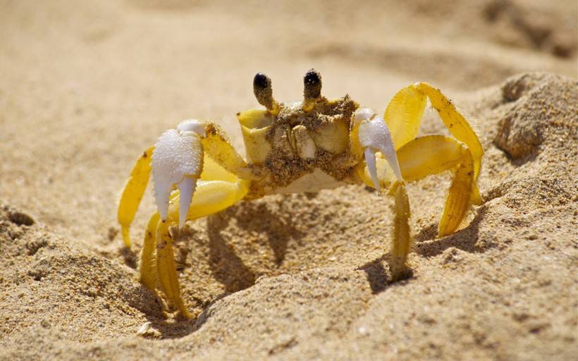 海滩奔跑上的海螃蟹图片