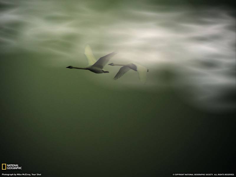 与大自然和平相处的动物高清图片