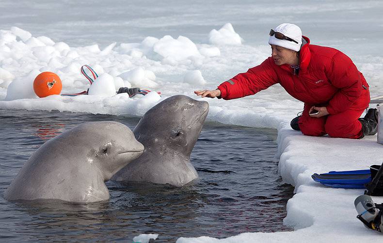 昔日冠军回归自然 俄美女冰下全裸戏白鲸