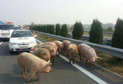 高速路上运猪车侧翻 导致30头猪乱跑5小时