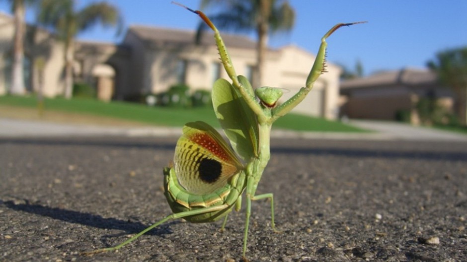 大型昆虫绿巨螳螂图片